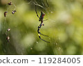 Nephila spider 119284005