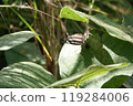 Butterfly Komisuji 119284006