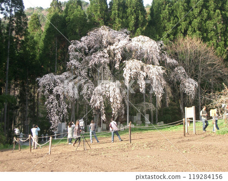 長野縣高山村坪井的垂枝櫻花 長野縣高山村坪井的垂枝櫻花 119284156