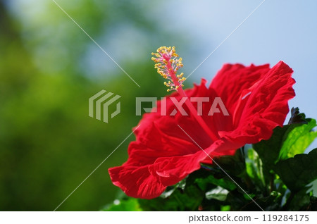 Hibiscus 119284175