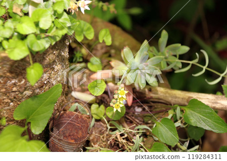 多汁植物Ekebelia 119284311