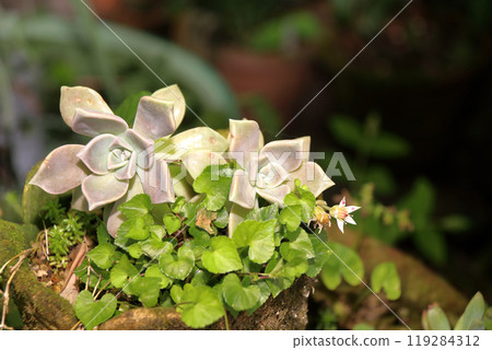 多汁植物Ekebelia 多汁植物Ekebelia 119284312