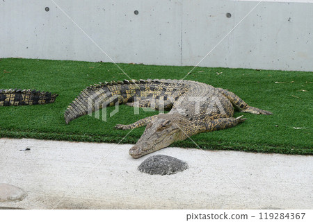 Alligators of Oniyama Hell 119284367