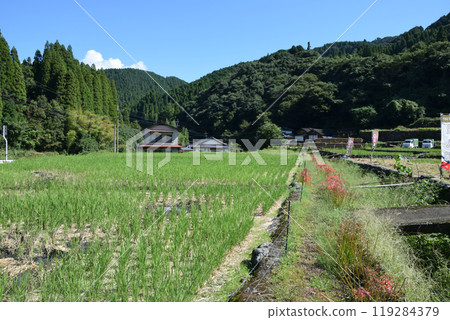 Rice terrace of Onino mouth 119284379