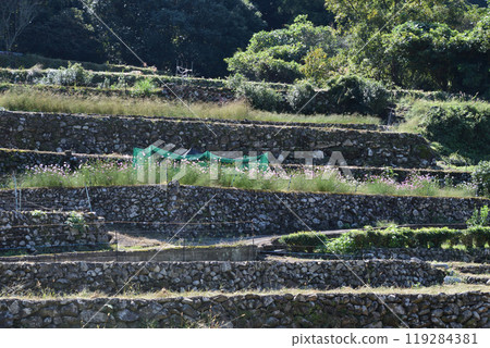 Rice terrace of Onino mouth 119284381