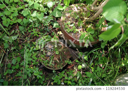 Earth chestnut, Astraeus sp, mushroom, chestnut Earth chestnut, Astraeus sp, mushroom, chestnut 119284530