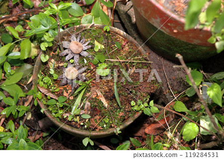 Earth chestnut, Astraeus sp, mushroom, chestnut Earth chestnut, Astraeus sp, mushroom, chestnut 119284531