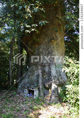 Awashima Shrine 119284607