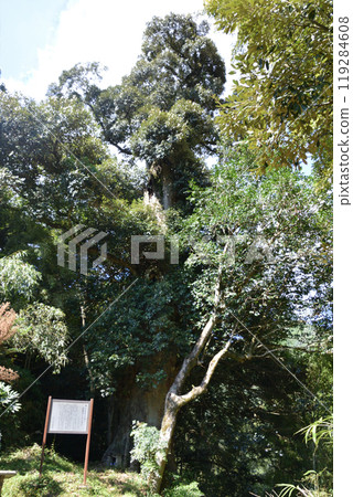 淡島神社 淡島神社 119284608
