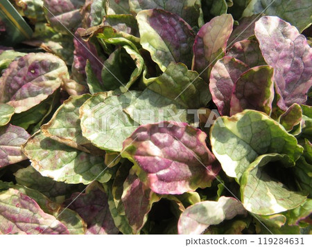 Ajuga Burgundy Glow 119284631