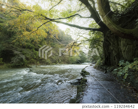 Yoro Valley / Yoro River, Chiba Prefecture "Awamata Falls Nature Trail" / Yoro River, Japan Yoro Valley / Yoro River, Chiba Prefecture "Awamata Falls Nature Trail" / Yoro River, Japan 119284642