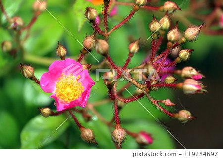 Wild rose, pink, nature, rose, rose Wild rose, pink, nature, rose, rose 119284697