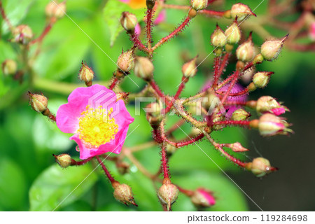 Wild rose, pink, nature, rose, rose Wild rose, pink, nature, rose, rose 119284698