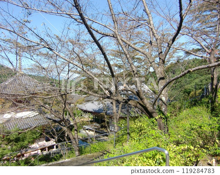 Tsubosaka Temple 119284783