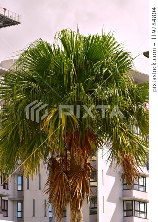 Okinawa Rycom Washington Palm 119284804