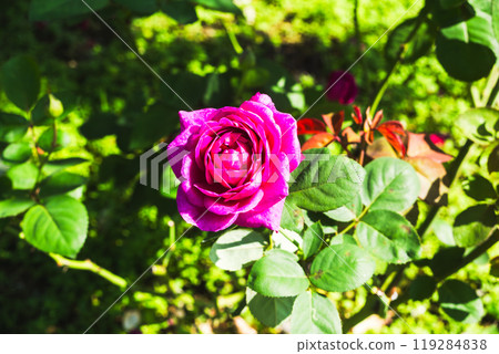Maebashi Rose Garden: Autumn Roses 119284838
