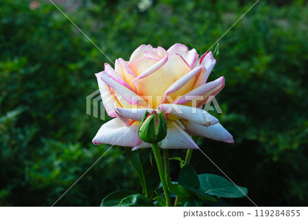 前橋玫瑰園秋季玫瑰 119284855