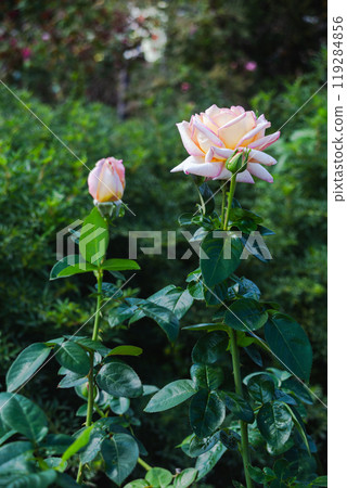 前橋玫瑰園秋季玫瑰 119284856