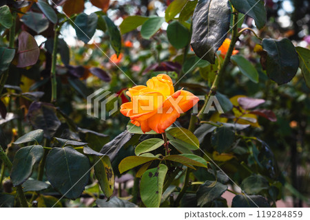 前橋玫瑰園秋季玫瑰 119284859