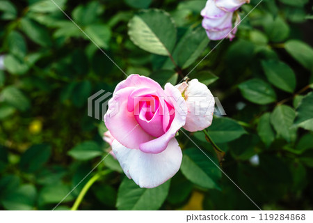 前橋玫瑰園秋季玫瑰 119284868