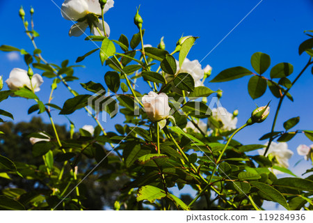 前橋玫瑰園秋季玫瑰 119284936