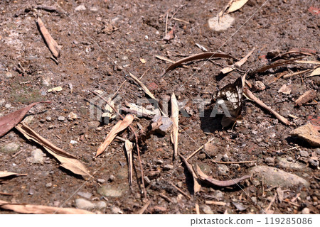 Stone cliff butterfly, Cyrestis thyodamas Stone cliff butterfly, Cyrestis thyodamas 119285086