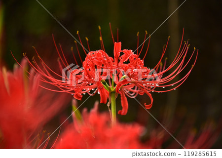 Higanbana花在雨中濕潤 Higanbana花在雨中濕潤 119285615
