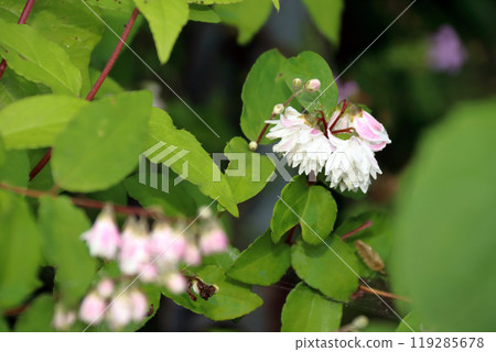 Deutzia japonica Sarasa Utsugidai Tsukasautsugi Tsukasautsugi Double-flowered Deutzia japonica 119285678