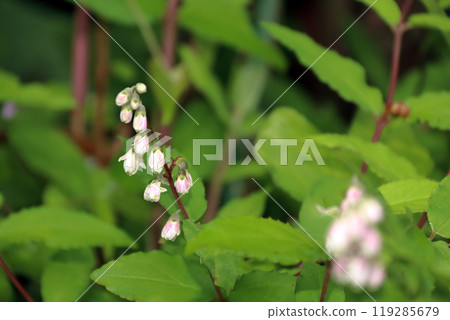 Deutzia japonica Sarasa Utsugidai Tsukasautsugi Tsukasautsugi Double-flowered Deutzia japonica 119285679