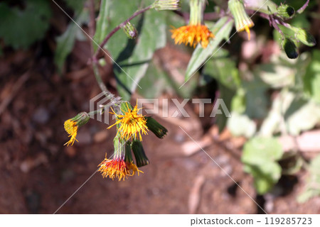 Suizenjina, Suizenjina, Gynura bicolor, Asteraceae, Sanshichisou, Perennial plant, Kinjisou, Kinjisou Suizenjina, Suizenjina, Gynura bicolor, Asteraceae, Sanshichisou, Perennial plant, Kinjisou, Kinjisou 119285723