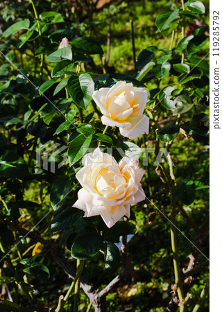 Maebashi Rose Garden Roses Maebashi Rose Garden Roses 119285792