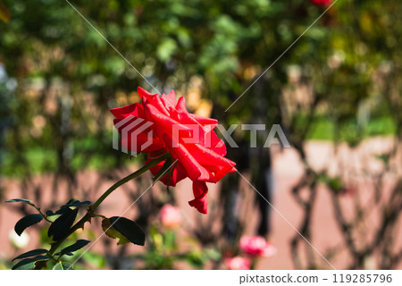 Maebashi Rose Garden Roses 119285796