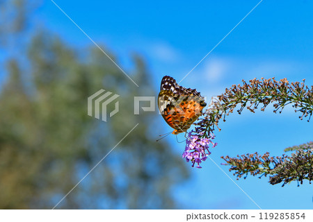 A beautiful orange butterfly-fly visiting flowers under the blue autumn sky A beautiful orange butterfly-fly visiting flowers under the blue autumn sky 119285854
