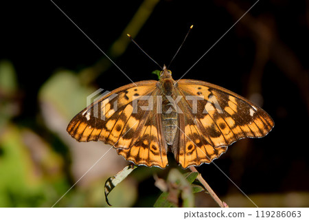 A familiar butterfly with beautiful orange and purple wings, the purple butterfly 119286063