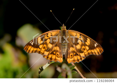 A familiar butterfly with beautiful orange and purple wings, the purple butterfly 119286064