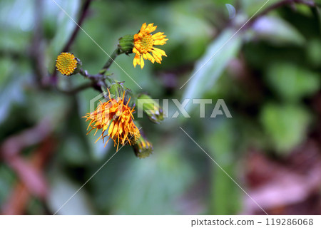 Suizenjina, Suizenjina, 紫花苜蓿, 菊科, 多年生植物, 多年生植物, 紫花苜蓿 119286068