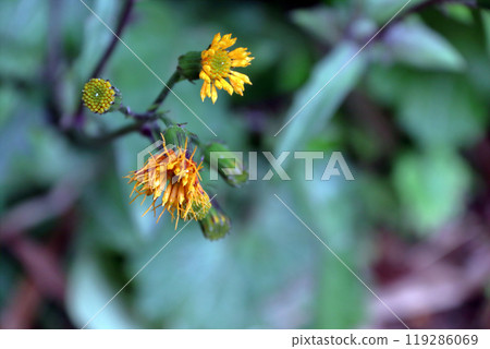 Suizenjina, Suizenjina, 紫花苜蓿, 菊科, 多年生植物, 多年生植物, 紫花苜蓿 Suizenjina, Suizenjina, 紫花苜蓿, 菊科, 多年生植物, 多年生植物, 紫花苜蓿 119286069