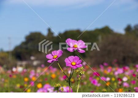 A field of cosmos flowers in full bloom at Akebonoyama Agricultural Park 119286123