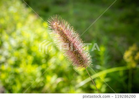 Purple foxtail shining in the sunlight a-1 Purple foxtail shining in the sunlight a-1 119286200