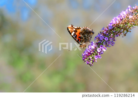 一種熟悉的蝴蝶，上面有美麗的紅色和黑色馬賽克圖案，從夏天到秋天經常可以看到的紅色蝴蝶。 119286214
