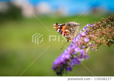 一種熟悉的蝴蝶，上面有美麗的紅色和黑色馬賽克圖案，從夏天到秋天經常可以看到的紅色蝴蝶。 119286217