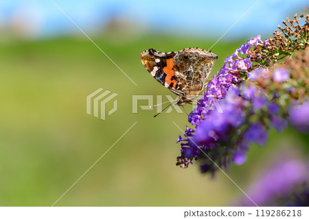 一種熟悉的蝴蝶，上面有美麗的紅色和黑色馬賽克圖案，從夏天到秋天經常可以看到的紅色蝴蝶。 119286218