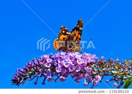 A familiar butterfly with beautiful red and black mosaic patterns, the red admiral is often seen from summer to autumn. 119286220