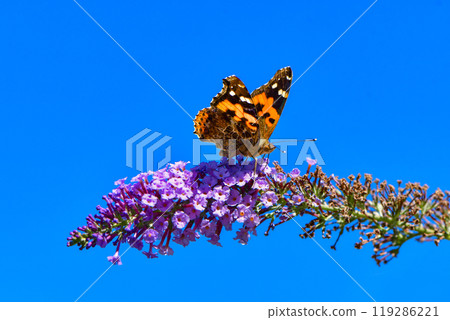 A familiar butterfly with beautiful red and black mosaic patterns, the red admiral is often seen from summer to autumn. 119286221