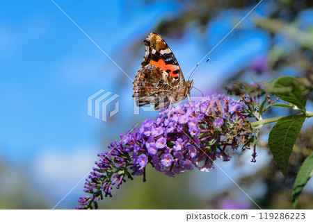 一種熟悉的蝴蝶，上面有美麗的紅色和黑色馬賽克圖案，從夏天到秋天經常可以看到的紅色蝴蝶。 119286223