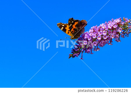 一種熟悉的蝴蝶,上面有美麗的紅色和黑色馬賽克圖案,從夏天到秋天經常可以看到的紅色蝴蝶。 一種熟悉的蝴蝶,上面有美麗的紅色和黑色馬賽克圖案,從夏天到秋天經常可以看到的紅色蝴蝶。 119286226