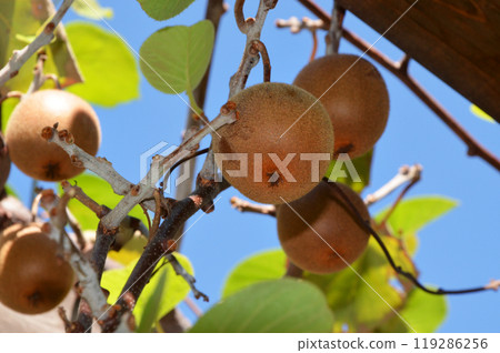 奇異果	 119286256