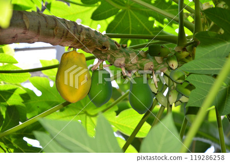 papaya 119286258