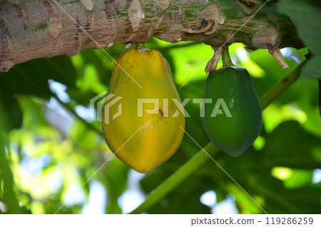 papaya 119286259