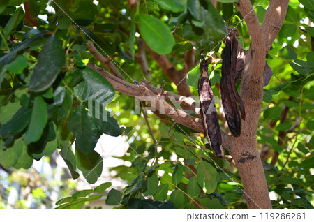 Locust bean 119286261